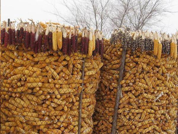 圈(quan)玉米(mi)網(wang)3